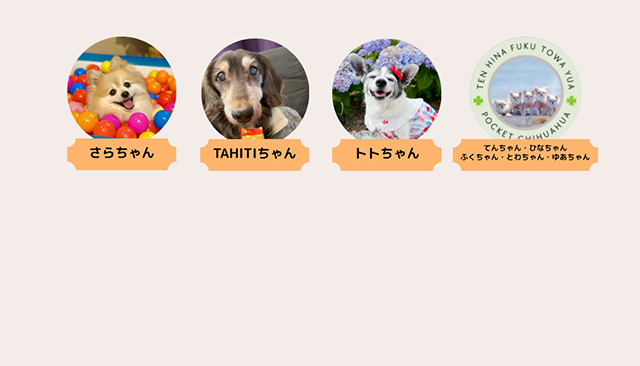 部員紹介|犬とのくらし部