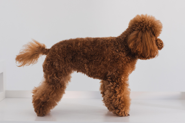 トイ・プードルは軽やかですらりとした印象を与える体格です。