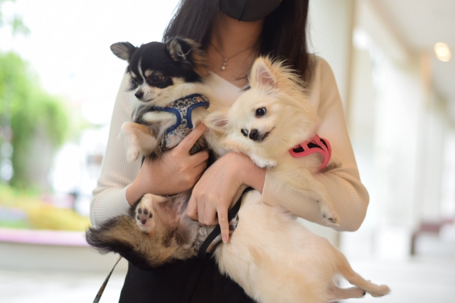 チワワの多頭飼いは「相性・迎え方・環境」で決まる