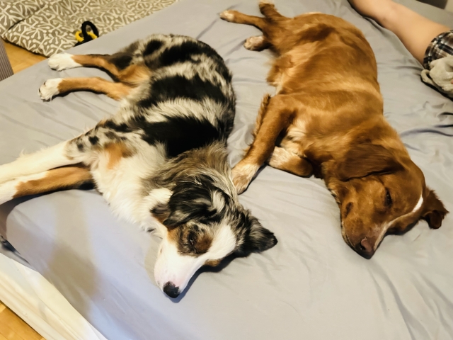 ベッドだけでは不十分？大型犬が快適に眠れる住環境の工夫
