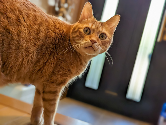 猫が玄関から脱走する理由とは?