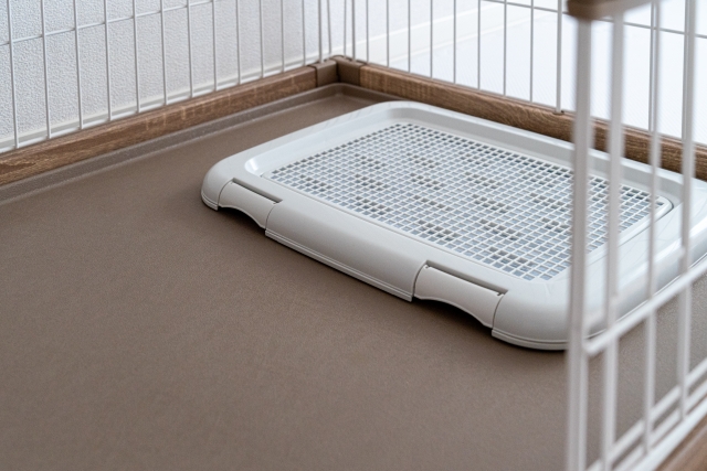 愛犬がうんちを踏まない環境づくりのコツ