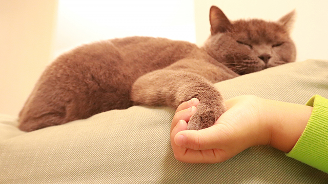 ブリティッシュショートヘアの体重推移と成長の特徴