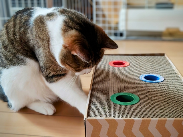 猫が遊ばない時の対処法