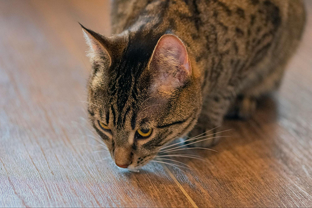 愛猫との暮らしに適した床材を選ぶ4つのポイント