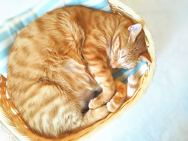 上下運動が不足するとどうなる?健康・行動への影響