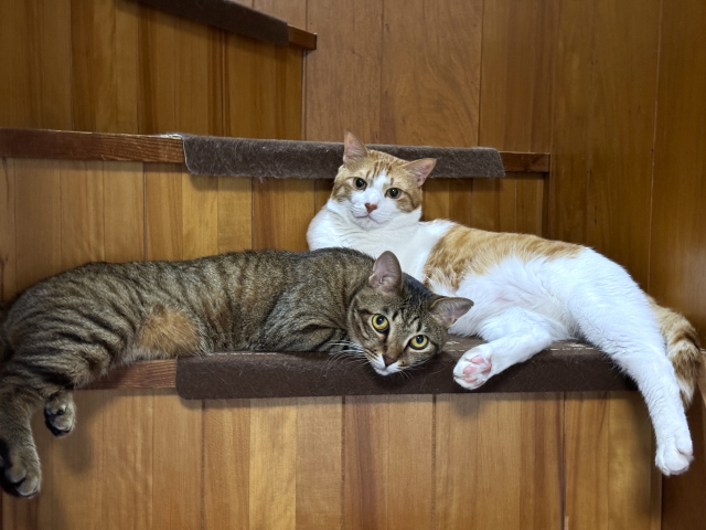 【まとめ】猫の安全は留守番中の災害まで考えておこう