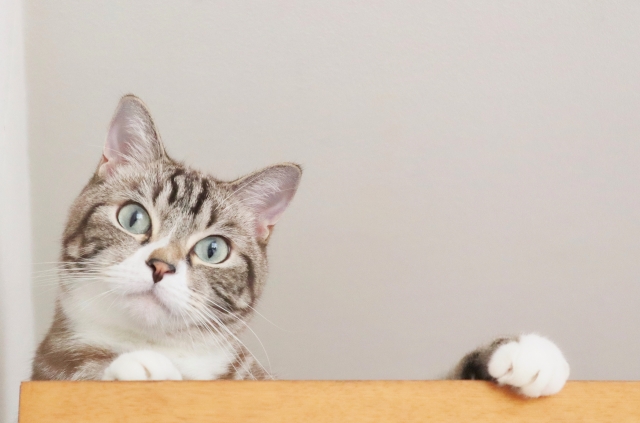 猫の『安全面』に配慮した間取りの特徴3選