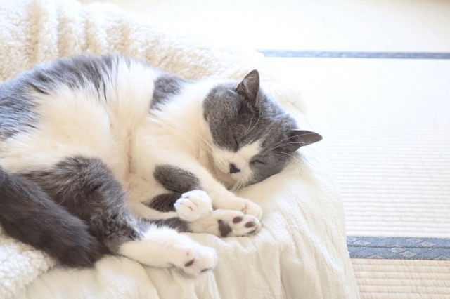 自治体（保健所）に相談する前に知っておきたいこと