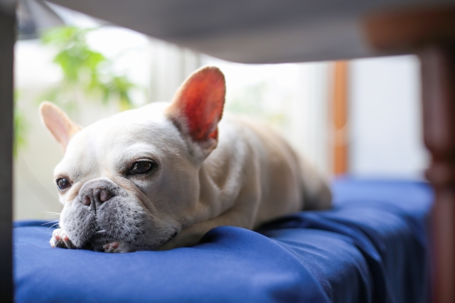 知っておきたい「犬の熱中症」のサイン