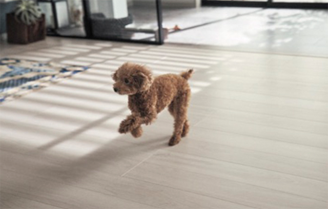 ベリティスフロアー わんにゃんSmile