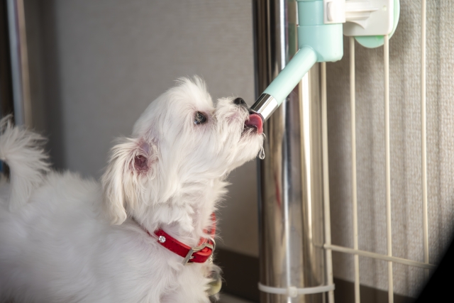 犬の冬の水分補給に関するよくある質問