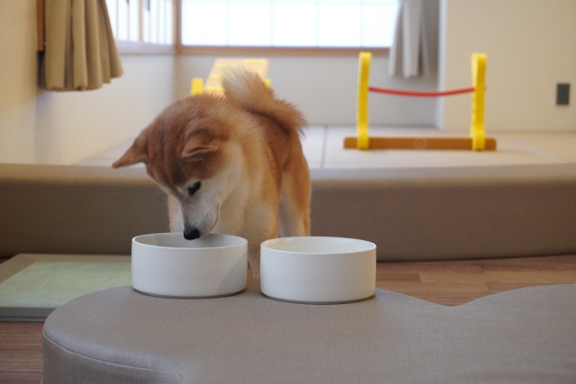犬のフードボウルに高さは必要？食べやすさと健康への影響