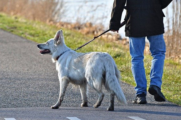 しつけ済みの犬