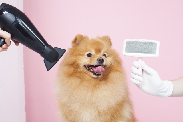 自宅でできるポメラニアンの抜け毛対策