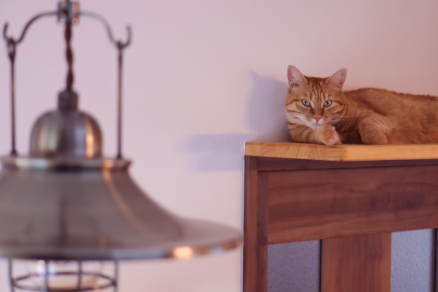 猫のウールサッキング対策に｜おすすめキャットステップ3選