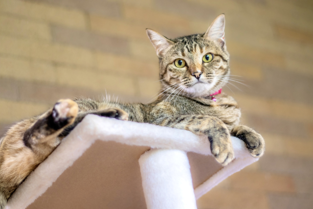 外飼いから完全室内飼いに切り替えるには?