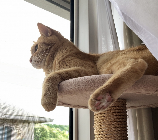 猫がストレスを感じたときの主な症状