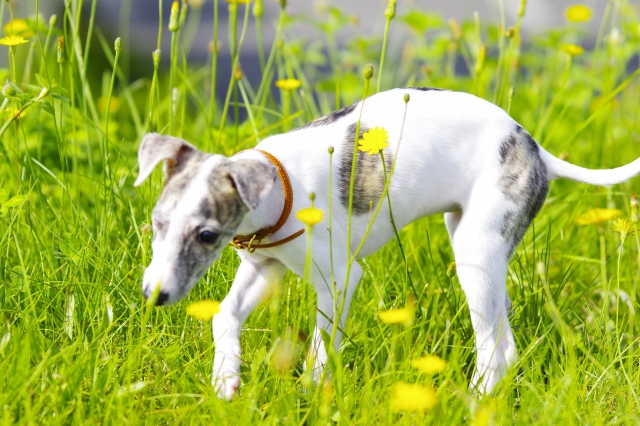 ウィペットを飼う前に知っておきたい注意点