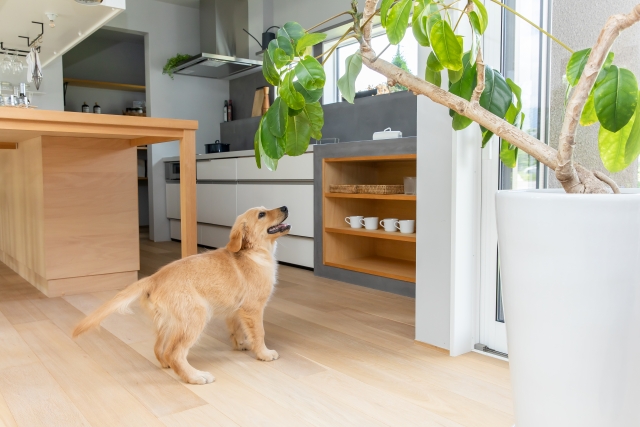 大型犬トイレのニオイ対策におすすめなアイテム