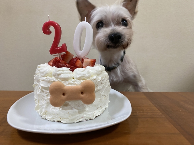 老犬の夜鳴きは原因を知り安心できる環境を整えよう