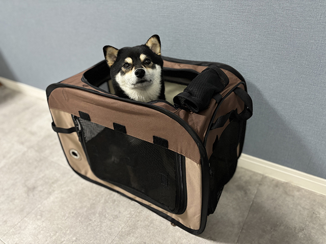 愛犬との旅行を楽しむために必要なしつけとマナー