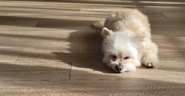 電気式床暖房システム「プリマヴェーラ」で冬でも潤いを