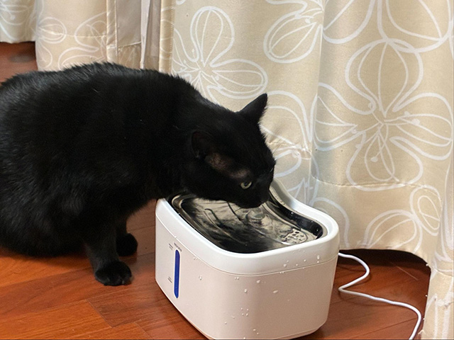 猫の反応と飲み方の変化