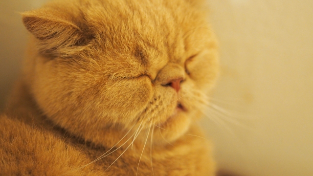 身体的特徴から注意したい病気と健康管理