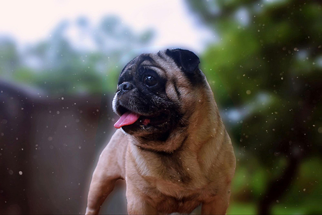 散歩に行けない雨の日も安心！室内でできるストレス解消法
