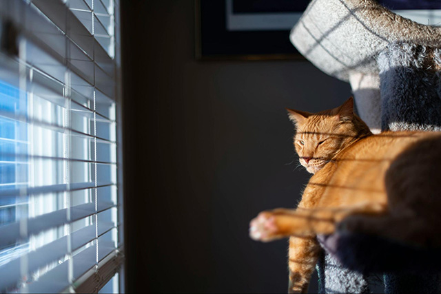 愛猫が快適に過ごせる窓辺の工夫