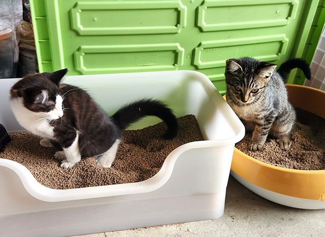 猫の便秘とは？判断基準と放置するリスク