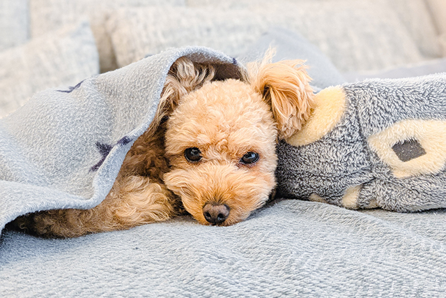 元気があるなら様子見OK？自宅でできる対処法