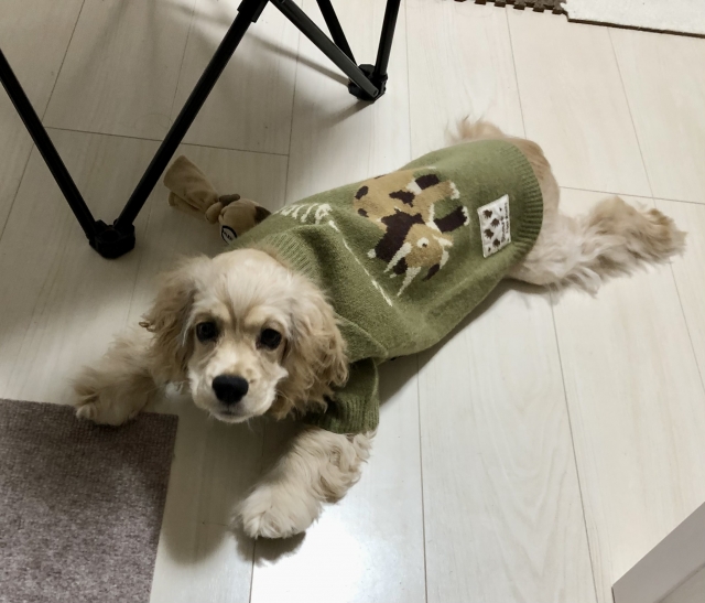 アメリカン・コッカー・スパニエルの抜け毛を減らす環境づくり