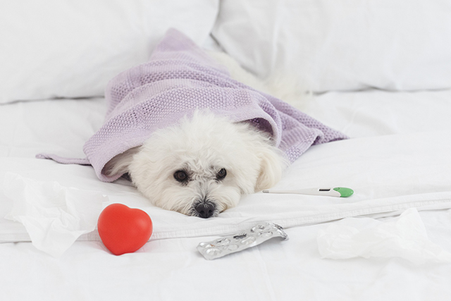 風邪と似た症状を引き起こす病気