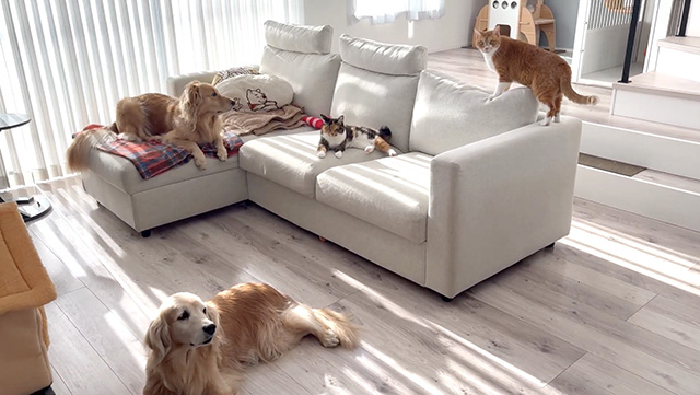 猫と犬の多頭飼い、安心して暮らせる家を目指して