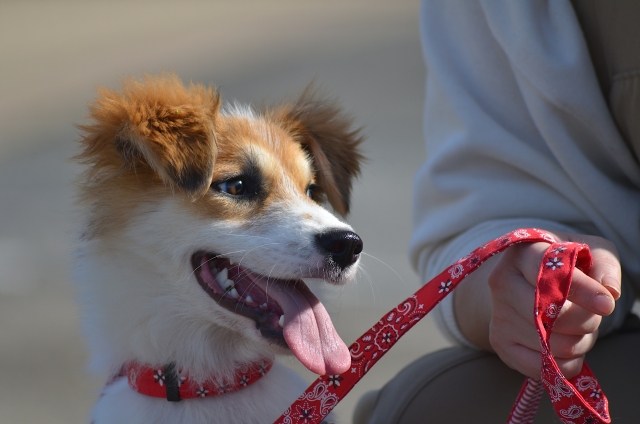 ミックス犬・雑種犬の性格と飼い方のポイント