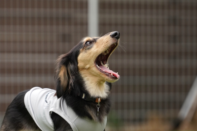 犬の無駄吠えは「問題行動」じゃない！まず原因を正しく知ろう