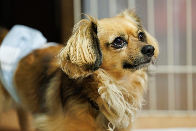ミックス犬のデメリットを理解して迎えることが大切