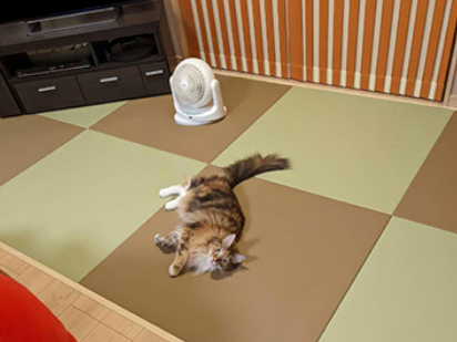 わんにゃんスマイル畳