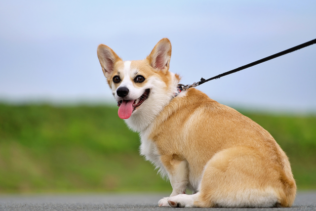 一人暮らしでペットを飼うときに考えたいこと