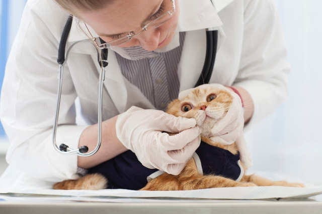 猫の目やにが多い・治らないときは?正常な目やにと受診の目安