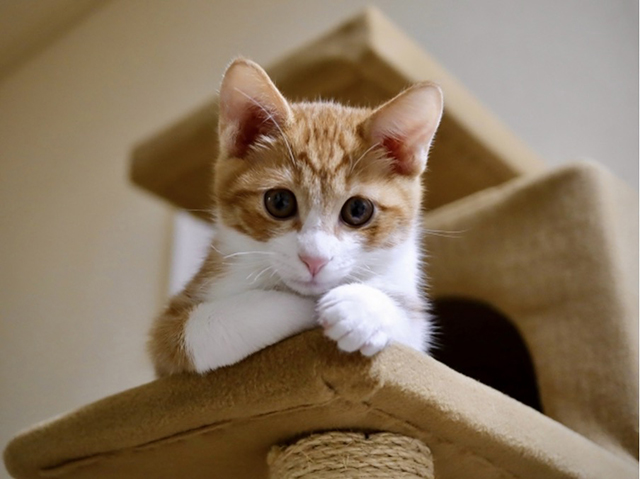 子猫1匹の場合のキャットタワーの注意点
