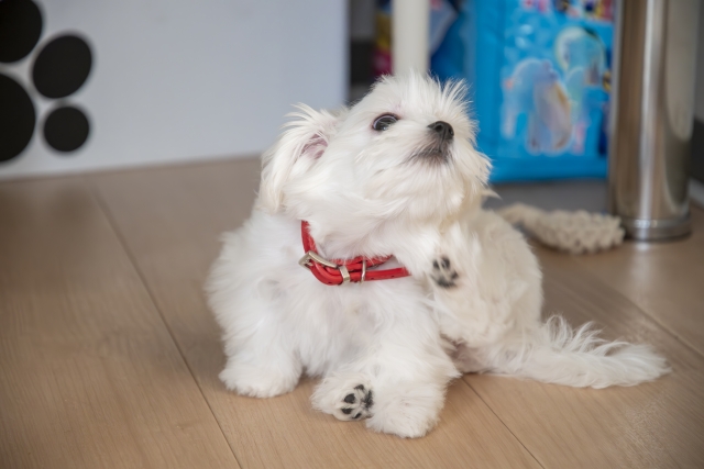 犬の乾燥サインを見逃さないために