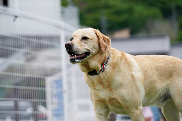 大型犬・小型犬での頻度の違い