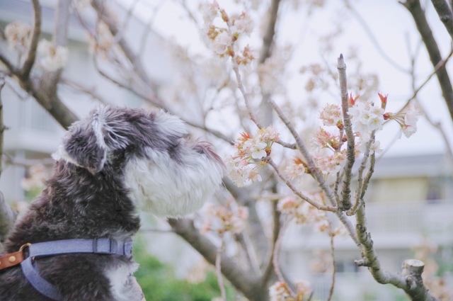 愛犬が春にストレスを感じやすい3つの理由