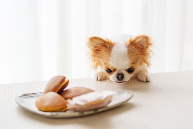 愛犬のおやつのあげすぎが招く6つの病気やリスク