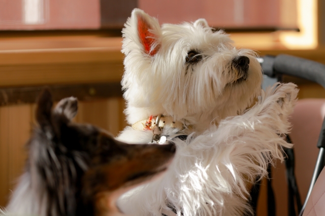 犬を飼えなくなってつらいときの向き合い方