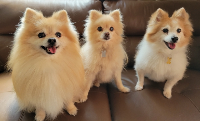 ポメラニアンの毛玉は早めのケアと予防が大切