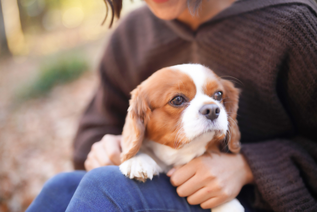 キャバリア・キング・チャールズ・スパニエルの性格を理解して信頼関係を築きましょう